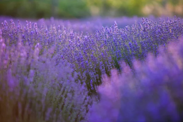 Fransa Günbatımının Altında Bir Provence Field Çiçek Açan Lavanta Çiçekleri — Stok fotoğraf
