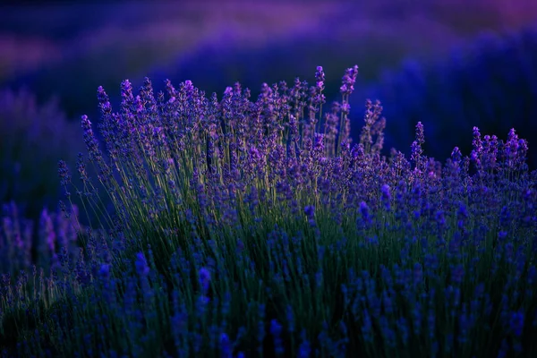Ανθισμένα Λουλούδια Λεβάντας Ένα Πεδίο Provence Κάτω Από Φως Ηλιοβασιλέματος — Φωτογραφία Αρχείου