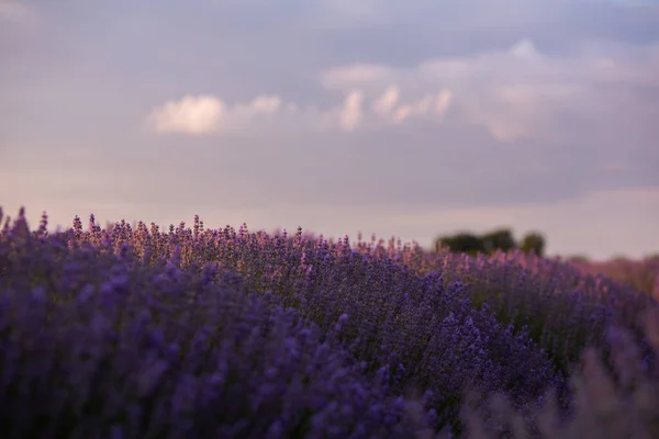 Floraison Fleurs Lavande Dans Champ Provence Sous Soleil Couchant France — Photo