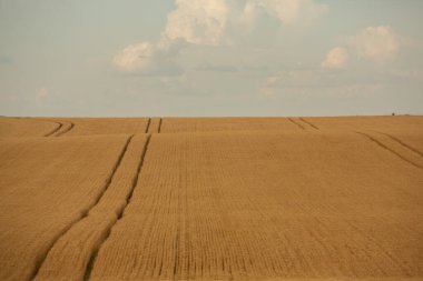 Buğday tarlası ve mavi gökyüzü. Buğday kulaklı tarım arazisi.