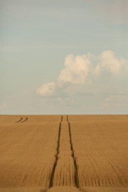 Buğday tarlası ve mavi gökyüzü. Buğday kulaklı tarım arazisi.