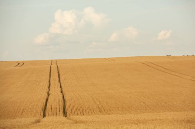 Buğday tarlası ve mavi gökyüzü. Buğday kulaklı tarım arazisi.