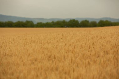 Buğday tarlası ve mavi gökyüzü. Buğday kulaklı tarım arazisi.