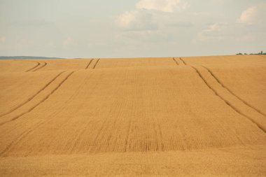 Buğday tarlası ve mavi gökyüzü. Buğday kulaklı tarım arazisi.