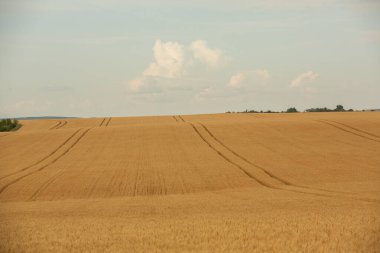 Buğday tarlası ve mavi gökyüzü. Buğday kulaklı tarım arazisi.