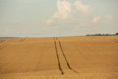 Buğday tarlası ve mavi gökyüzü. Buğday kulaklı tarım arazisi.