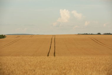 Buğday tarlası ve mavi gökyüzü. Buğday kulaklı tarım arazisi.