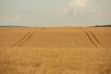 Buğday tarlası ve mavi gökyüzü. Buğday kulaklı tarım arazisi.