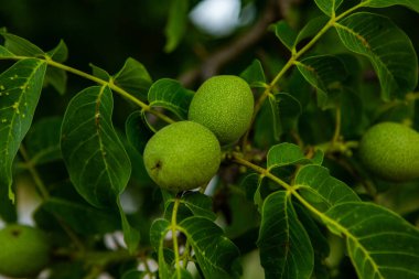 Yazın bahçedeki ağaçta yetişen yeşil cevizler.. 