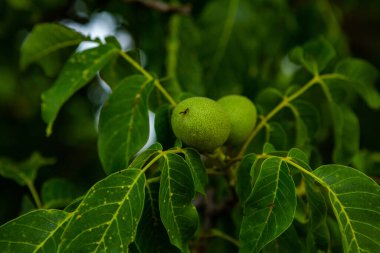 Yazın bahçedeki ağaçta yetişen yeşil cevizler.. 