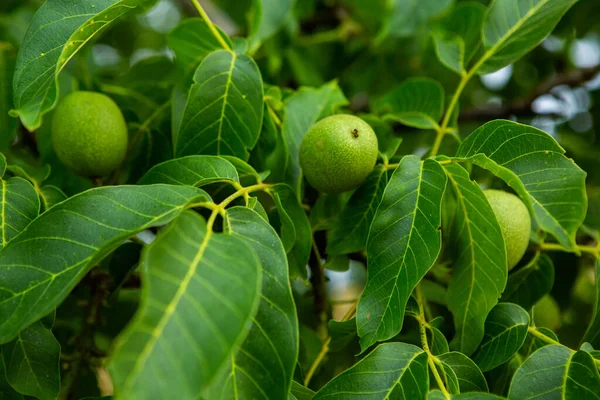 stock image Green walnuts growing on a tree in the garden in summer. 