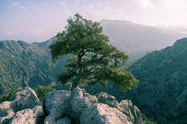 Tatil yürüyüşü Mallorca, İspanya. Akdeniz 'in Mayorka adasındaki Serra de Tramuntana dağlarının manzarasıyla güzel bir resim. Motorcular için cennet. Macera seyahati.