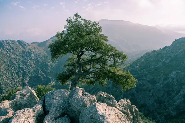 Tatil yürüyüşü Mallorca, İspanya. Akdeniz 'in Mayorka adasındaki Serra de Tramuntana dağlarının manzarasıyla güzel bir resim. Motorcular için cennet. Macera seyahati.