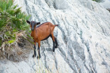 Tatil yürüyüşü Mallorca, İspanya. Akdeniz 'in Mayorka adasındaki Serra de Tramuntana dağlarının manzarasıyla güzel bir resim. Motorcular için cennet. Macera seyahati.