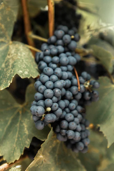 Bunches Red Wine Grapes Vineyards Autumn — Stock Photo, Image