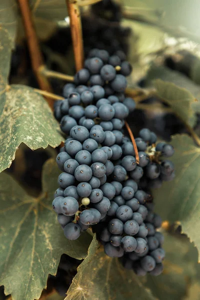 Trossen Rode Wijndruiven Wijngaarden Herfst — Stockfoto