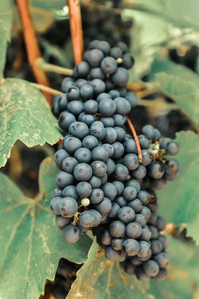 Пучки Красного Винограда Виноградниках Осенью — стоковое фото