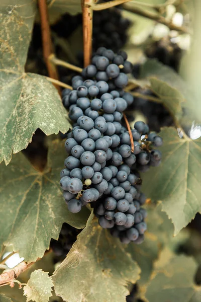 Trauben Von Rotwein Auf Den Weinbergen Herbst — Stockfoto