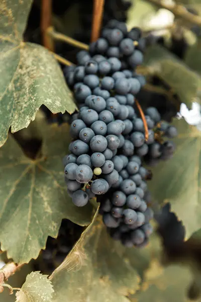 Bunches Uvas Vinho Tinto Vinhas Outono — Fotografia de Stock