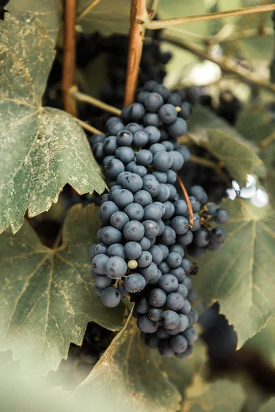 Bunches Uvas Vinho Tinto Vinhas Outono — Fotografia de Stock