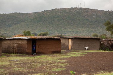 Masai geleneksel renkli giysiler içinde Masai 'nin ünlü Safari seyahat merkezinin yakınındaki yerel bir kabile köyünde dans ettiğini gösteriyor. Kenya. Yazı