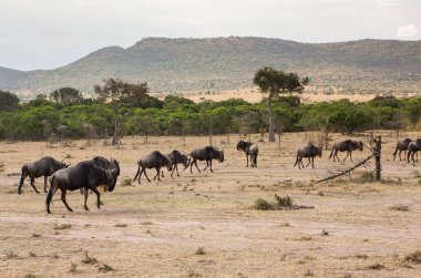Safari, Kenya 'daki Maasai Mara Ulusal Parkı' nın vahşi dünyasından geçiyor. Burada antilop, zebra, fil, aslan, zürafa ve diğer birçok Afrika hayvanını görebilirsiniz..