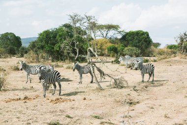 Safari, Kenya 'daki Maasai Mara Ulusal Parkı' nın vahşi dünyasından geçiyor. Burada antilop, zebra, fil, aslan, zürafa ve diğer birçok Afrika hayvanını görebilirsiniz..