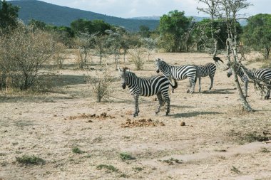 Safari, Kenya 'daki Maasai Mara Ulusal Parkı' nın vahşi dünyasından geçiyor. Burada antilop, zebra, fil, aslan, zürafa ve diğer birçok Afrika hayvanını görebilirsiniz..