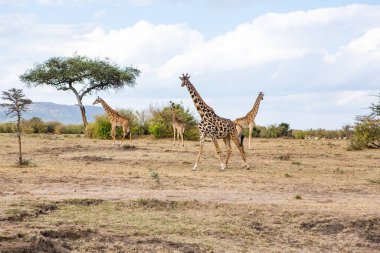 Safari, Kenya 'daki Maasai Mara Ulusal Parkı' nın vahşi dünyasından geçiyor. Burada antilop, zebra, fil, aslan, zürafa ve diğer birçok Afrika hayvanını görebilirsiniz..