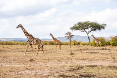 Safari, Kenya 'daki Maasai Mara Ulusal Parkı' nın vahşi dünyasından geçiyor. Burada antilop, zebra, fil, aslan, zürafa ve diğer birçok Afrika hayvanını görebilirsiniz..