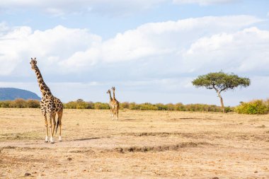 Safari, Kenya 'daki Maasai Mara Ulusal Parkı' nın vahşi dünyasından geçiyor. Burada antilop, zebra, fil, aslan, zürafa ve diğer birçok Afrika hayvanını görebilirsiniz..