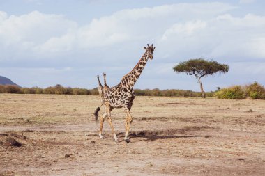 Safari, Kenya 'daki Maasai Mara Ulusal Parkı' nın vahşi dünyasından geçiyor. Burada antilop, zebra, fil, aslan, zürafa ve diğer birçok Afrika hayvanını görebilirsiniz..