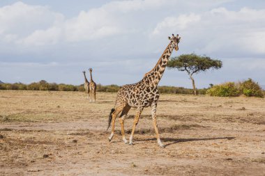 Safari, Kenya 'daki Maasai Mara Ulusal Parkı' nın vahşi dünyasından geçiyor. Burada antilop, zebra, fil, aslan, zürafa ve diğer birçok Afrika hayvanını görebilirsiniz..