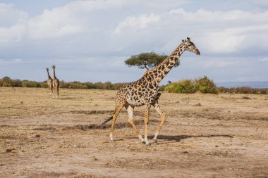 Safari, Kenya 'daki Maasai Mara Ulusal Parkı' nın vahşi dünyasından geçiyor. Burada antilop, zebra, fil, aslan, zürafa ve diğer birçok Afrika hayvanını görebilirsiniz..