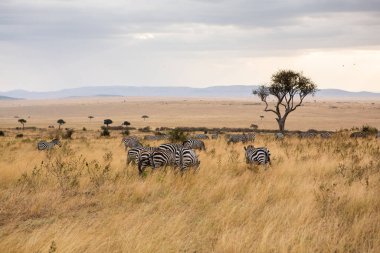 Safari, Kenya 'daki Maasai Mara Ulusal Parkı' nın vahşi dünyasından geçiyor. Burada antilop, zebra, fil, aslan, zürafa ve diğer birçok Afrika hayvanını görebilirsiniz..