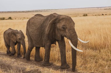 Safari, Kenya 'daki Maasai Mara Ulusal Parkı' nın vahşi dünyasından geçiyor. Burada antilop, zebra, fil, aslan, zürafa ve diğer birçok Afrika hayvanını görebilirsiniz..