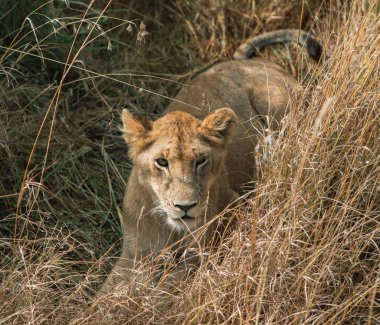 Safari, Kenya 'daki Maasai Mara Ulusal Parkı' nın vahşi dünyasından geçiyor. Burada antilop, zebra, fil, aslan, zürafa ve diğer birçok Afrika hayvanını görebilirsiniz..