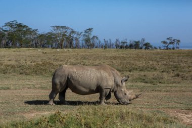 Safari, Kenya 'daki Maasai Mara Ulusal Parkı' nın vahşi dünyasından geçiyor. Burada antilop, zebra, fil, aslan, zürafa ve diğer birçok Afrika hayvanını görebilirsiniz..