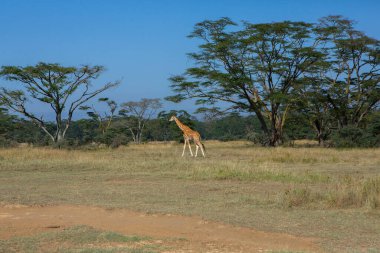 Safari, Kenya 'daki Maasai Mara Ulusal Parkı' nın vahşi dünyasından geçiyor. Burada antilop, zebra, fil, aslan, zürafa ve diğer birçok Afrika hayvanını görebilirsiniz..