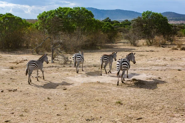 Сафарі Через Дикий Світ Національного Парку Масаї Мара Кенії Тут — стокове фото