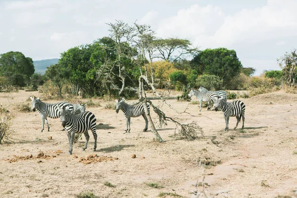 Safari through the wild world of the Maasai Mara National Park in Kenya. Here you can see antelope, zebra, elephant, lions, giraffes and many other African animals.