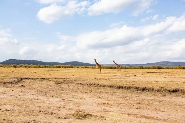 Safari, Kenya 'daki Maasai Mara Ulusal Parkı' nın vahşi dünyasından geçiyor. Burada antilop, zebra, fil, aslan, zürafa ve diğer birçok Afrika hayvanını görebilirsiniz..