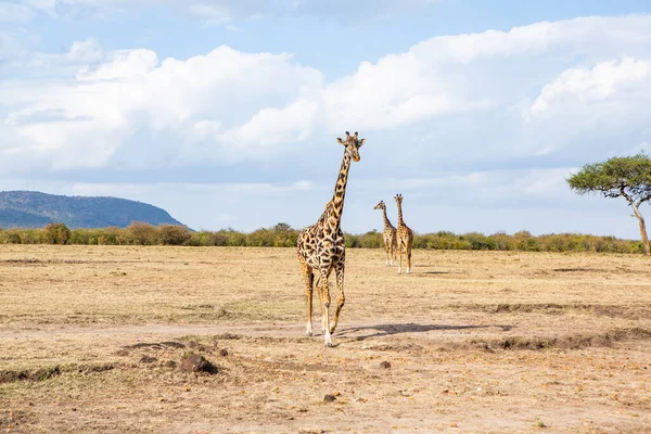 Safari Genom Den Vilda Världen Maasai Mara National Park Kenya — Stockfoto