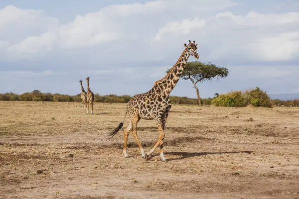 Safari, Kenya 'daki Maasai Mara Ulusal Parkı' nın vahşi dünyasından geçiyor. Burada antilop, zebra, fil, aslan, zürafa ve diğer birçok Afrika hayvanını görebilirsiniz..