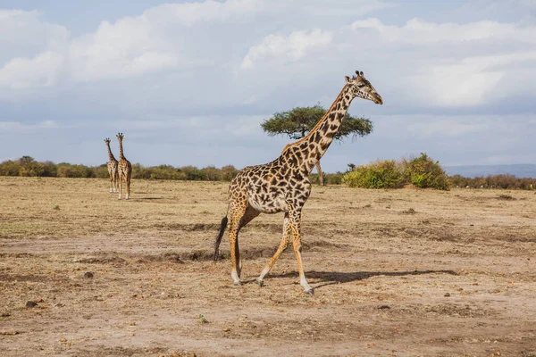 Safari Μέσα Από Τον Άγριο Κόσμο Του Εθνικού Πάρκου Maasai — Φωτογραφία Αρχείου
