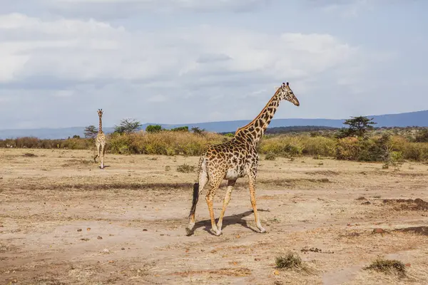 Safari Wild World Maasai Mara National Park Kenya Here You — Stock Photo, Image