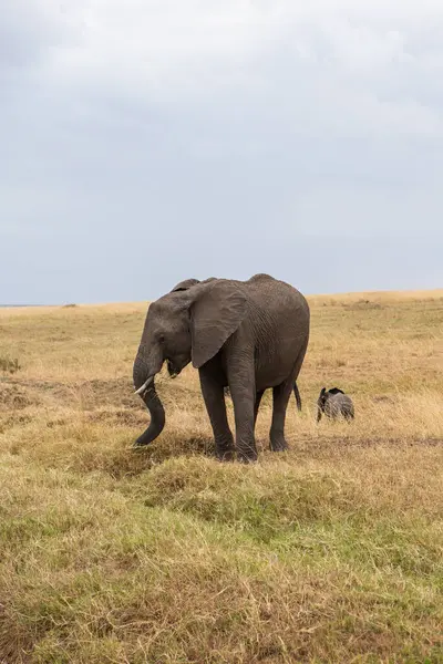 Сафари Дикому Миру Национального Парка Масаи Мара Кении Можете Увидеть — стоковое фото