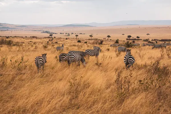Safari穿过肯尼亚Maasai Mara国家公园的野生世界 这里你可以看到羚羊 长颈鹿和许多其他非洲动物 — 图库照片