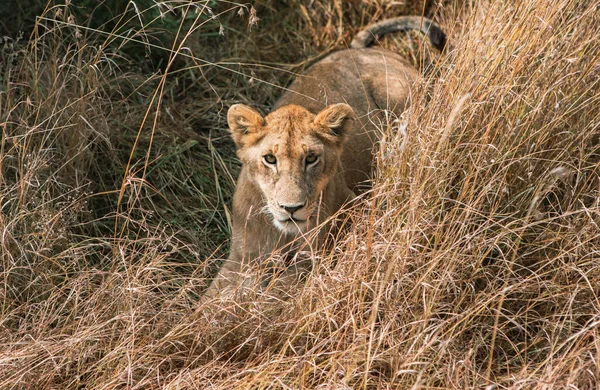 Safari Travers Monde Sauvage Parc National Maasai Mara Kenya Ici — Photo