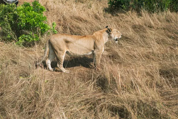 Safari Través Del Mundo Salvaje Del Parque Nacional Maasai Mara — Foto de Stock